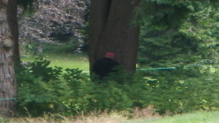Is That Bigfoot? Nah, Just John Daly Relieving Himself Against A Tree